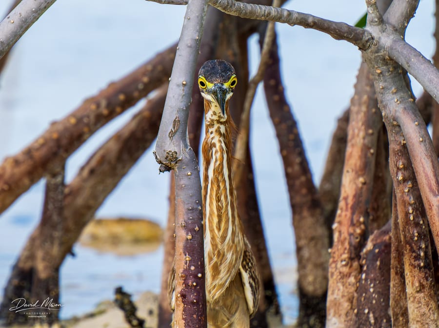 Green Heron in the Mangroves