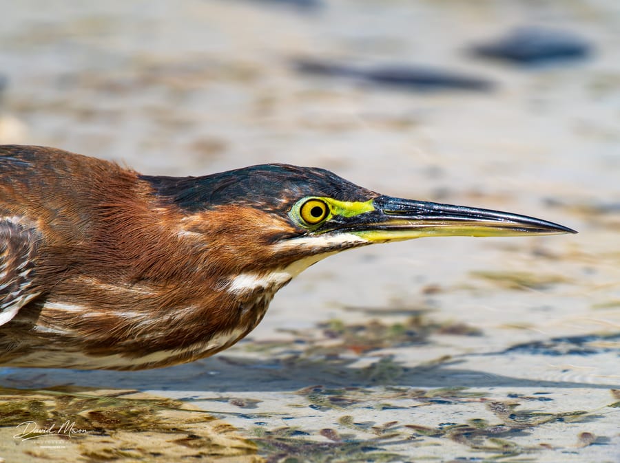 Green Heron Close-up