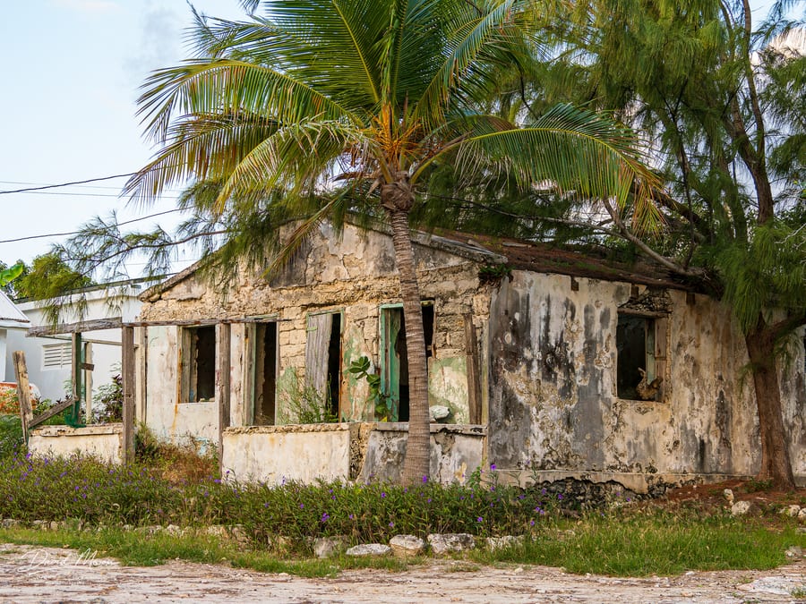 Abandoned House under the Palm