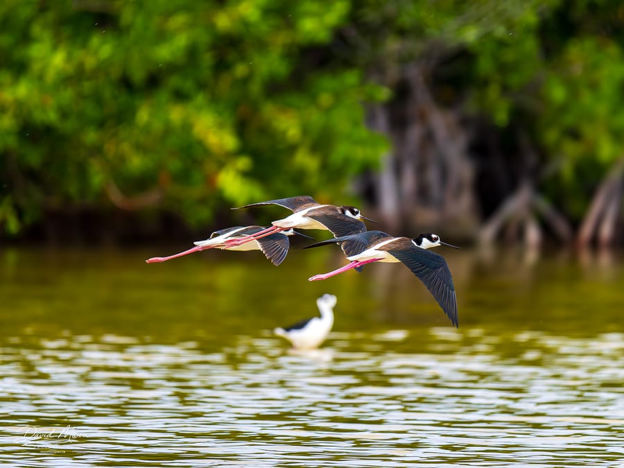 Black-necked Stilts in Flight
