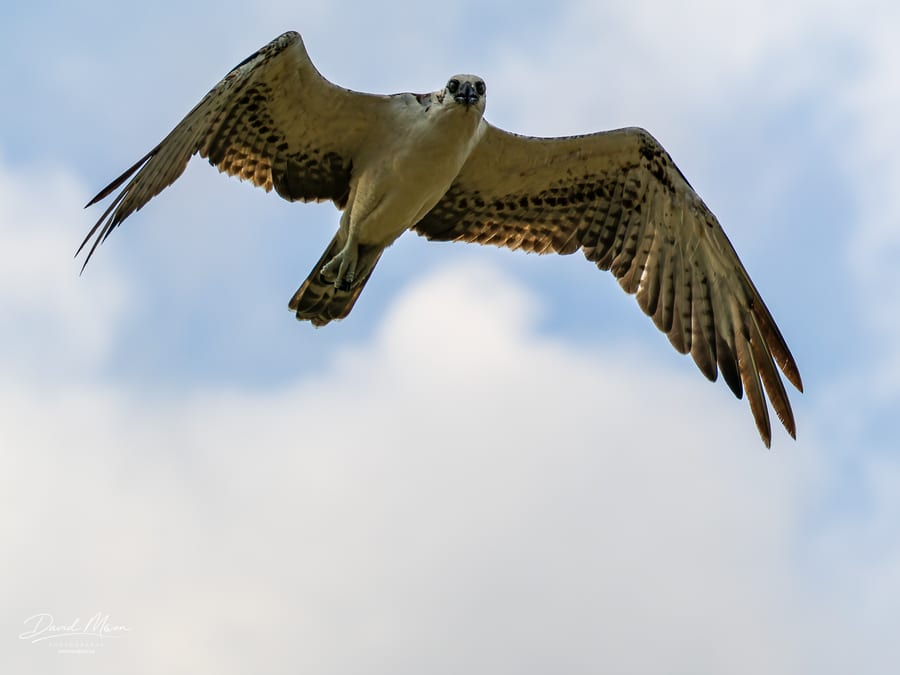 Osprey Overhead