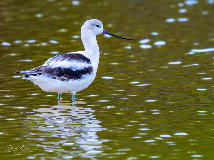 American Avocet