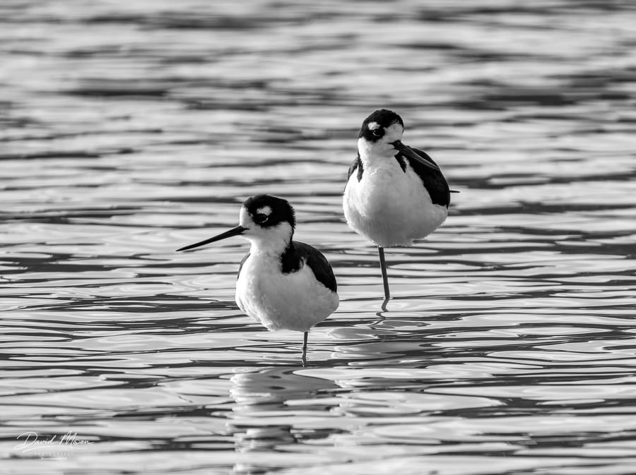 Two Stilts in Silver Water