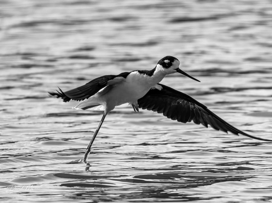 Stilt Touching Down
