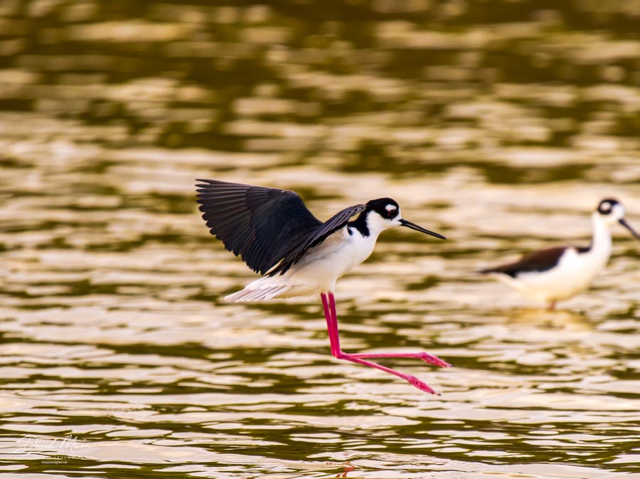 Black-necked Stilt Landing