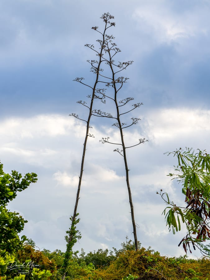 Century Plants against the Clouds