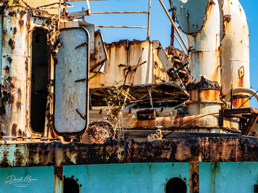 New Life in the Shipwreck