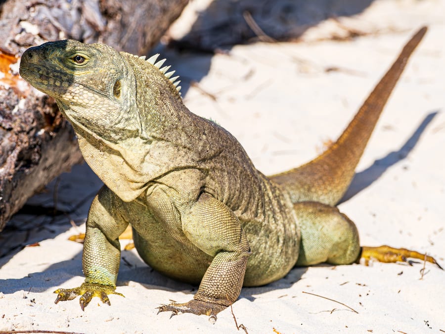 Rock Iguana on the Sand