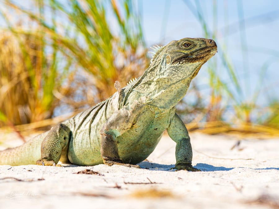 Rock Iguana in the Beach Grass