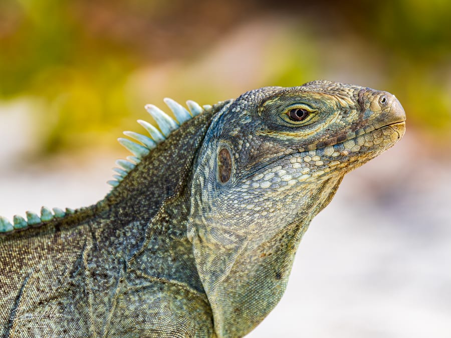 Rock Iguana Portrait