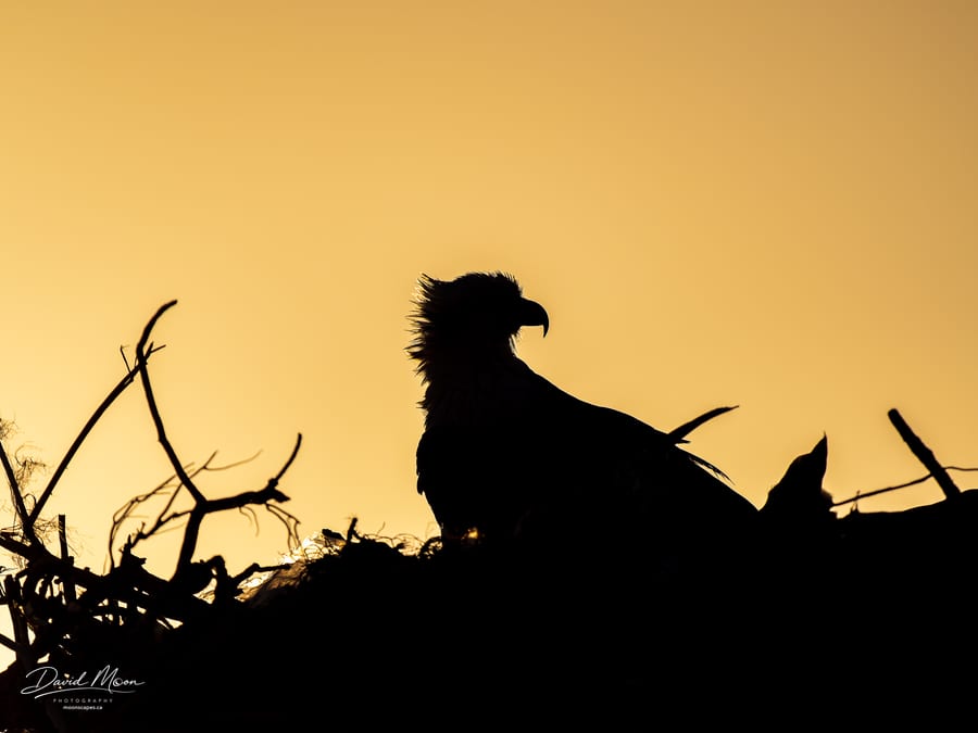 Osprey at Dawn