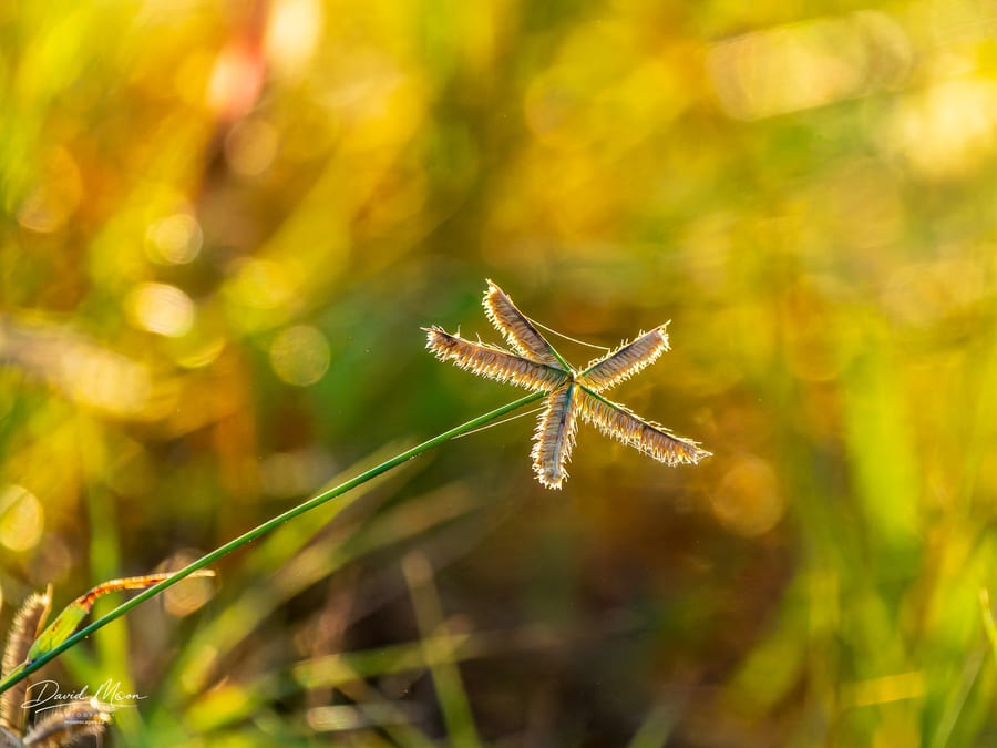 Grass Seed in the Sun