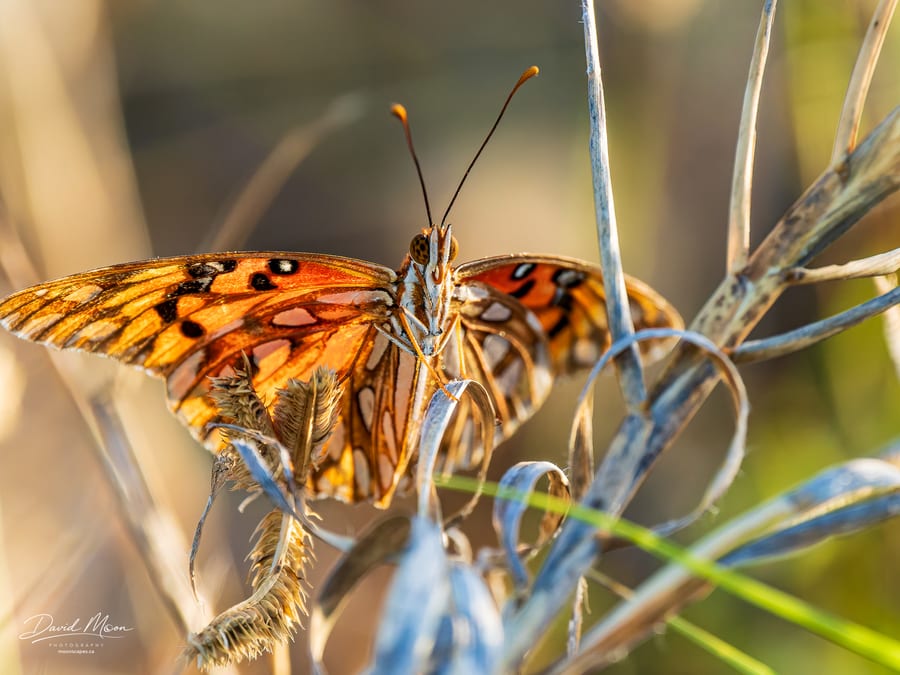 Backlit Gulf Fritillary