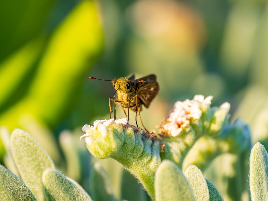 Skipper on a Wildflower