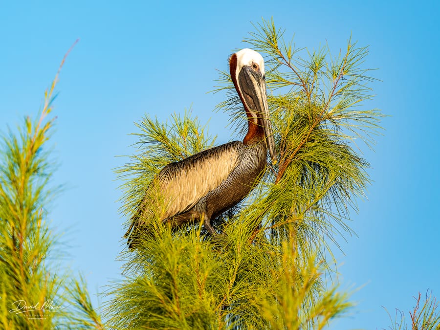 Pelican in the Pine