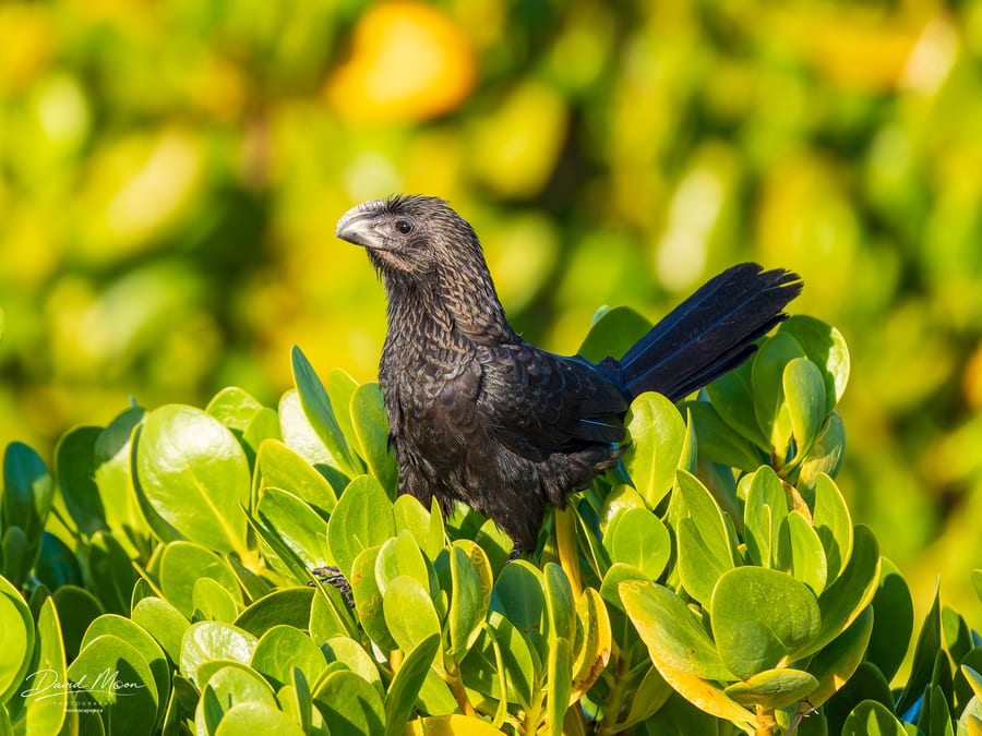 Smooth-billed Ani