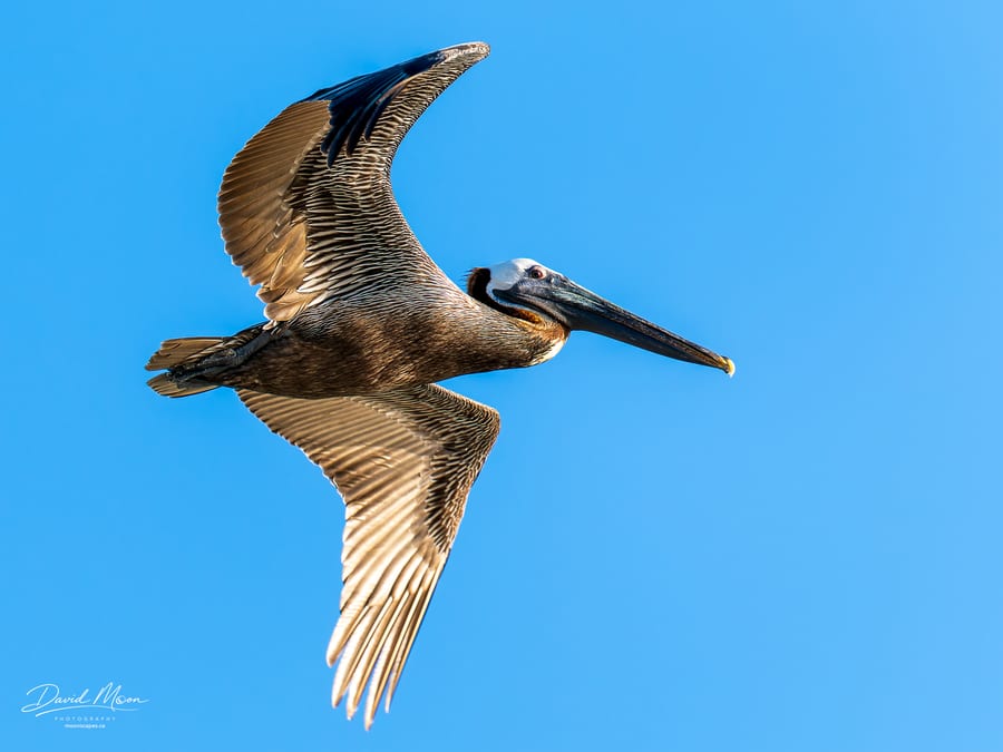 Brown Pelican in Flight