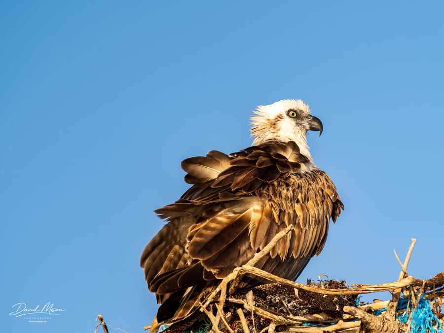 Osprey on the Nest