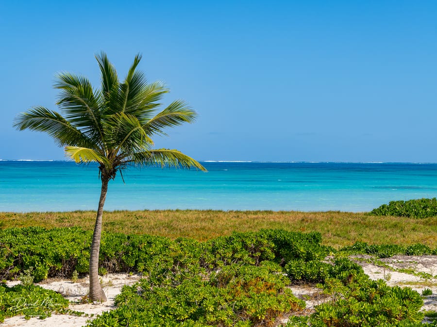 Lone Palm by the Sea