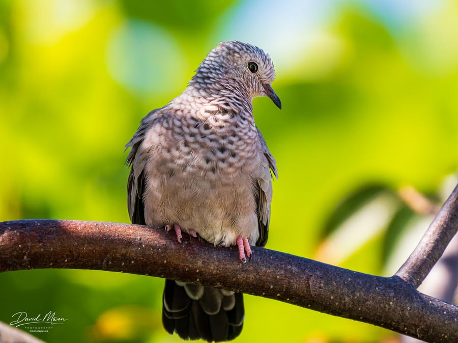 Common Ground Dove
