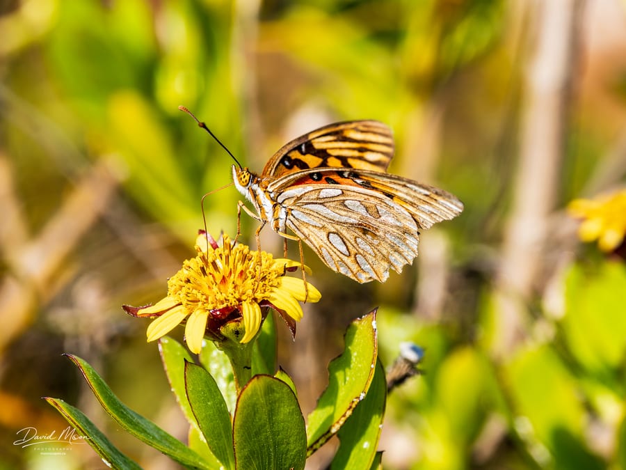 Gulf Fritillary on a Yellow Flower