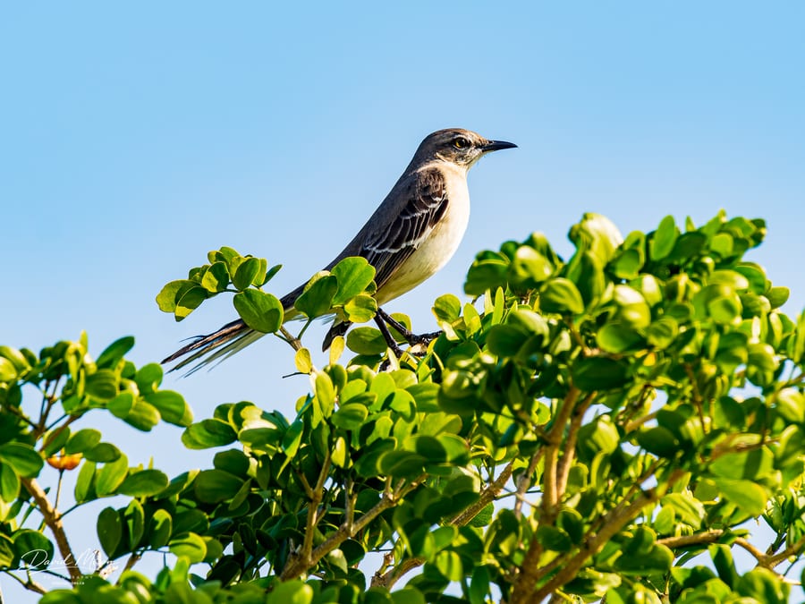 Northern Mockingbird in the Shrub