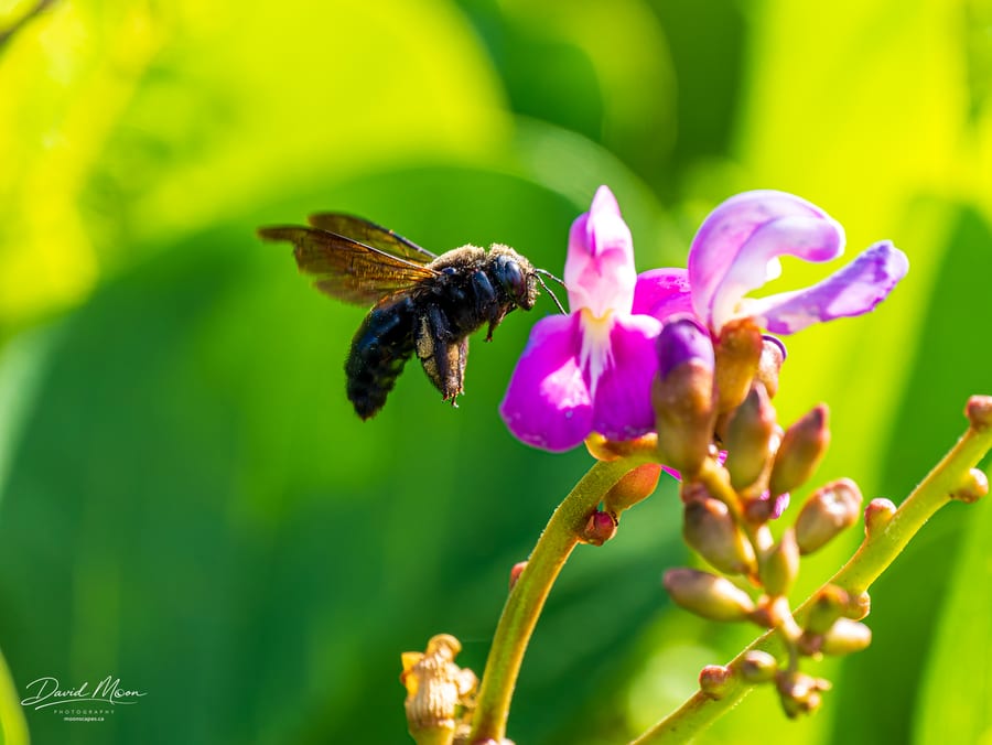 Carpenter Bee at the Flowers
