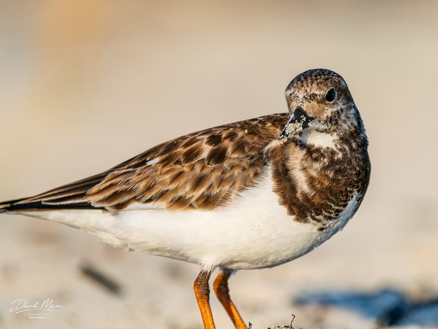 Ruddy Turnstone on the Shore