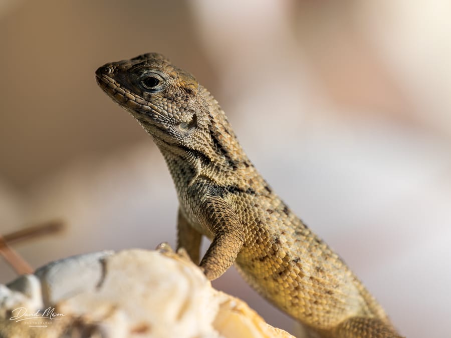 Curly-tail Lizard Portrait