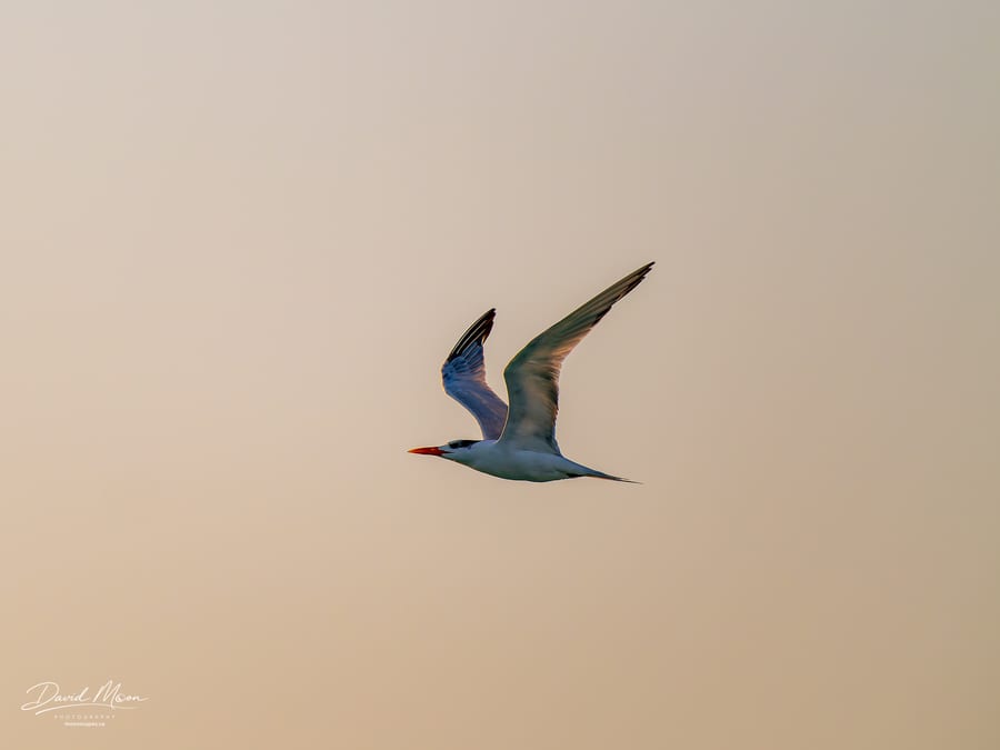 Royal Tern in Flight