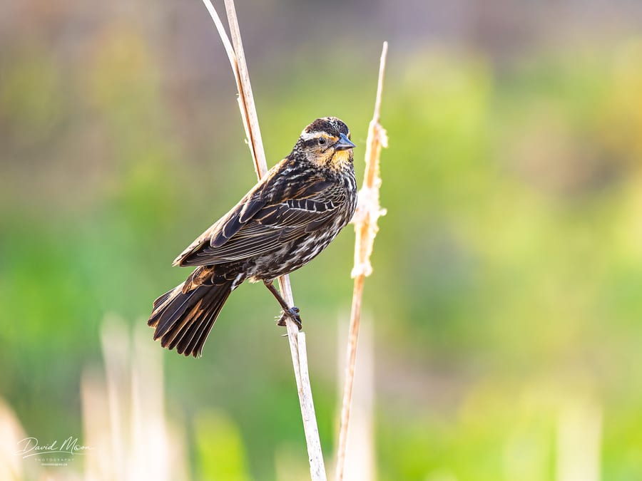 Female among the Cattails