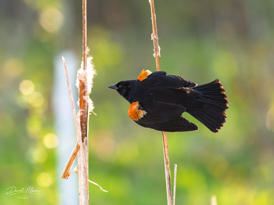 Wings above the Cattail
