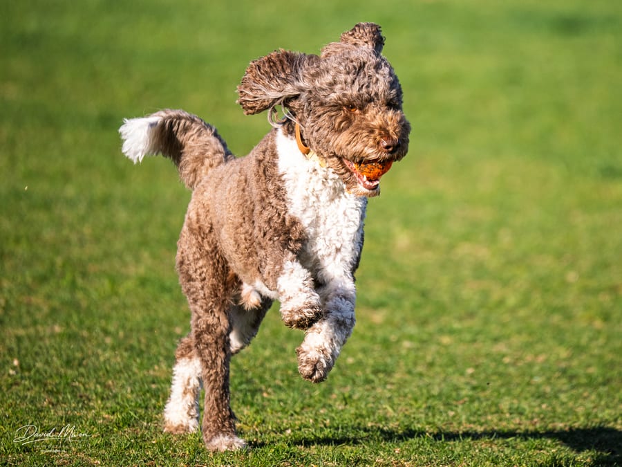 A Leap for the Ball