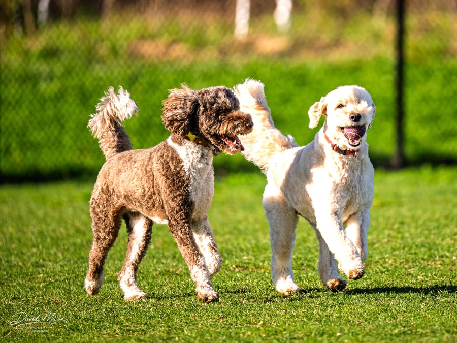 Playtime in the Grass