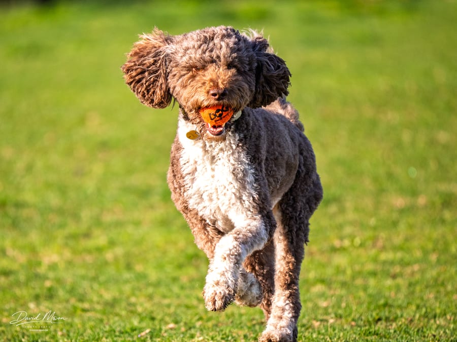 Running with the Orange Ball