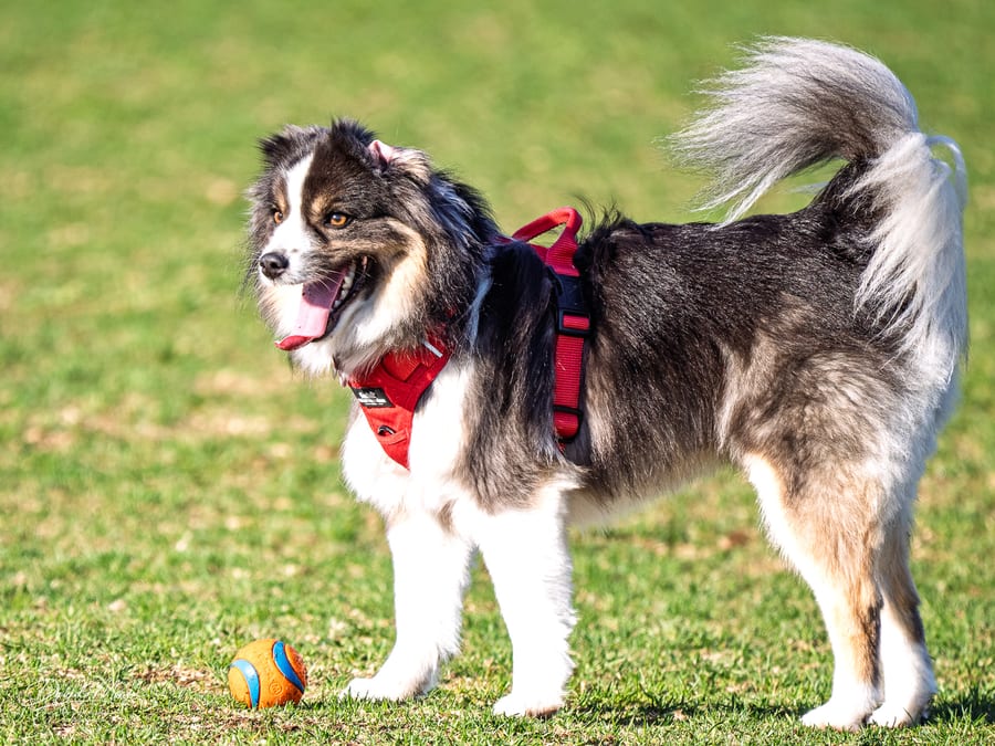 Ready for Another Throw