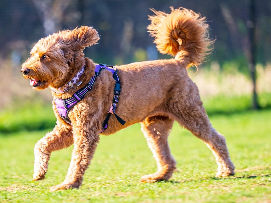 A Sunny Walk in the Park