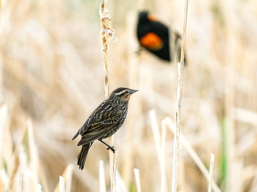 Female Red-winged Blackbird