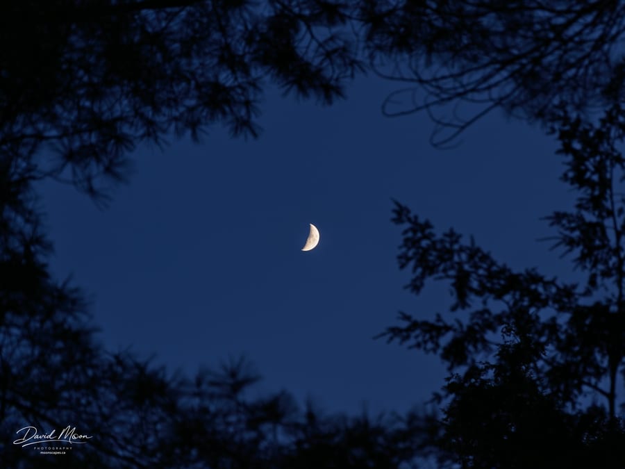 Crescent between the Trees