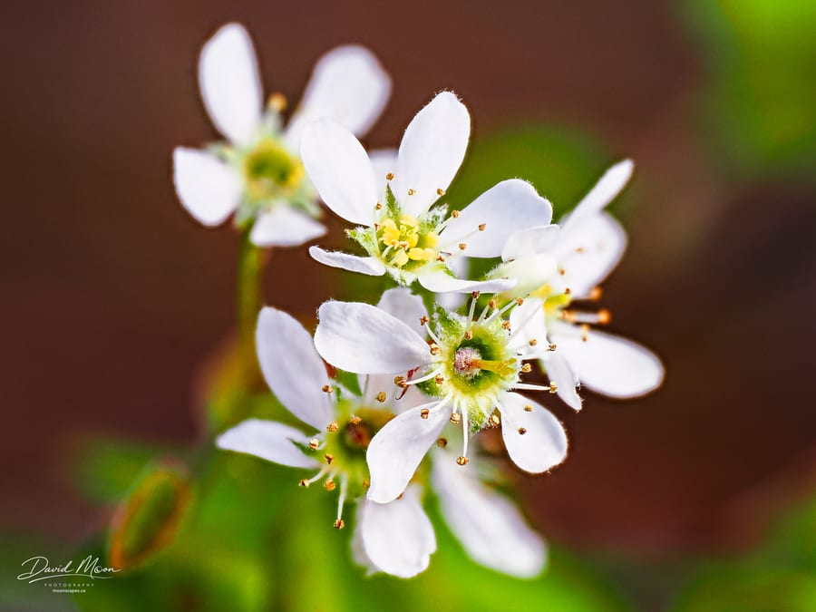 Small White Blossoms