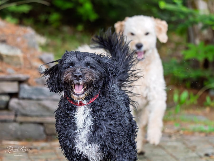 Wet Dogs by the Lake