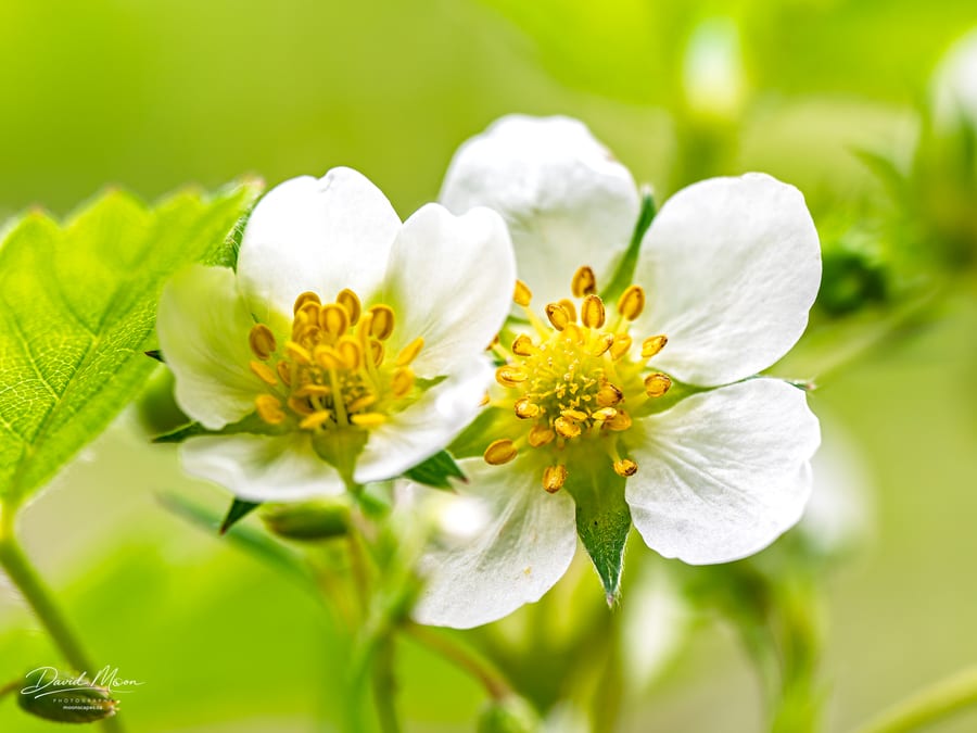 Wild Strawberry Blossoms