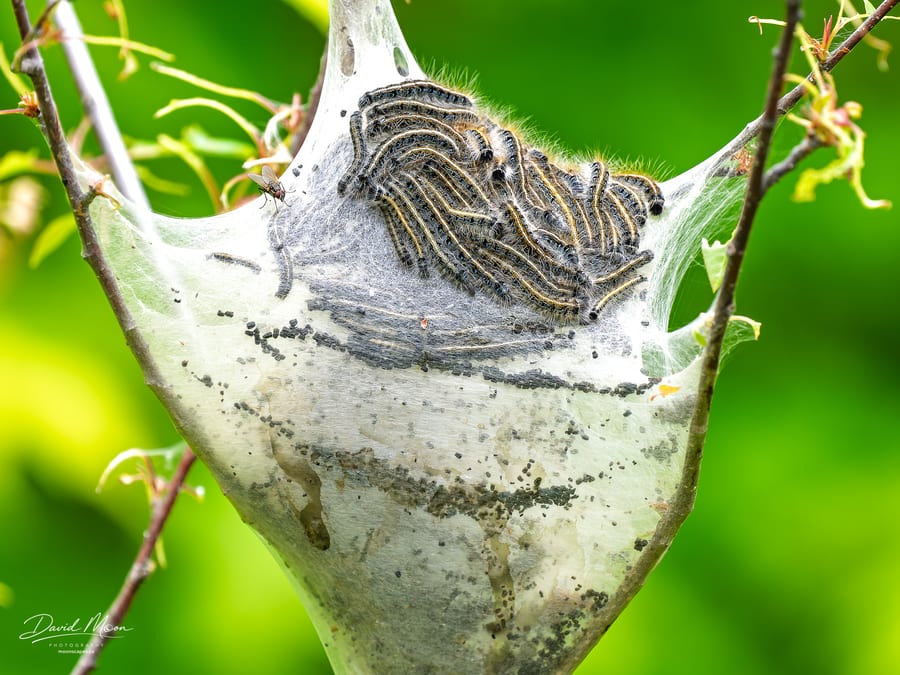 Tent Caterpillar Colony