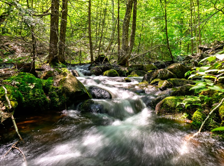 Forest Creek over Mossy Stone