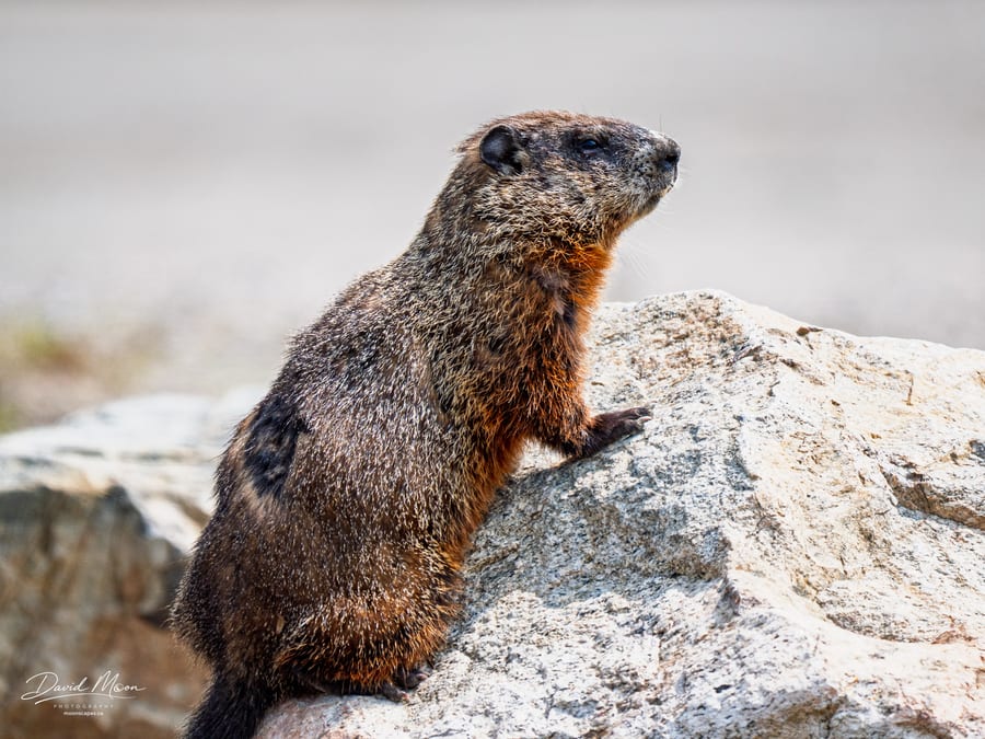 Groundhog on the Rock