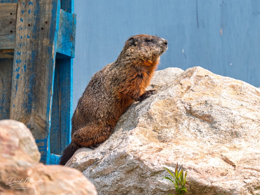 Groundhog by the Marina