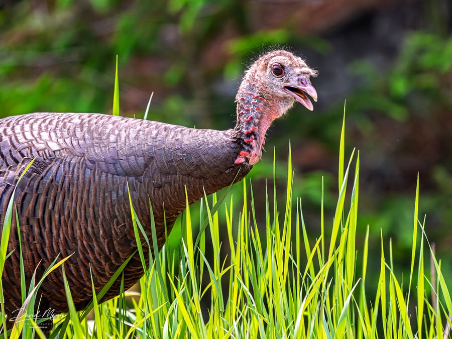 Turkey Calling in the Grass