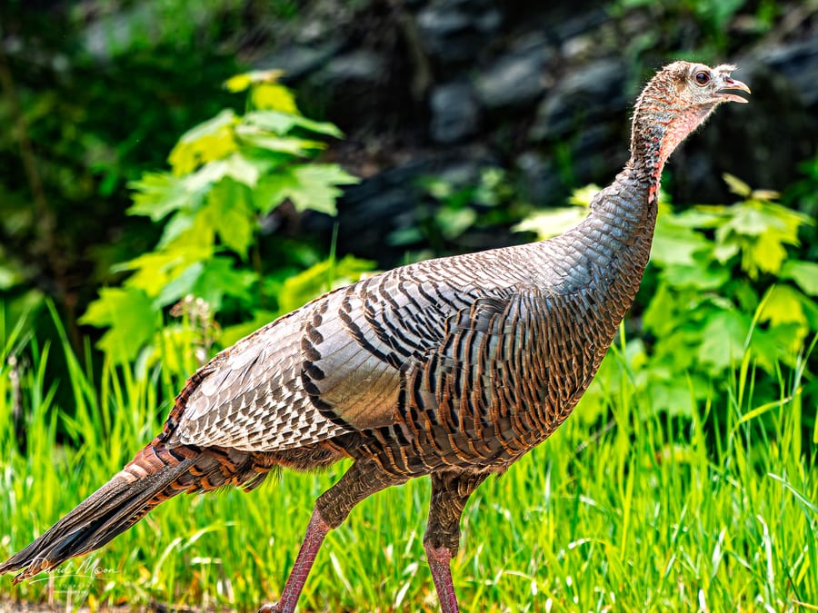 Wild Turkey in Profile
