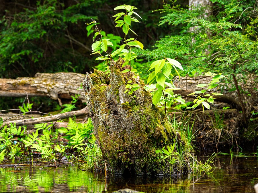 New Life on an Old Stump