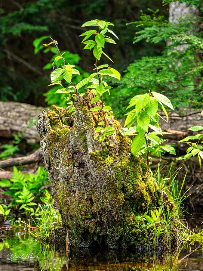 Saplings above the Moss